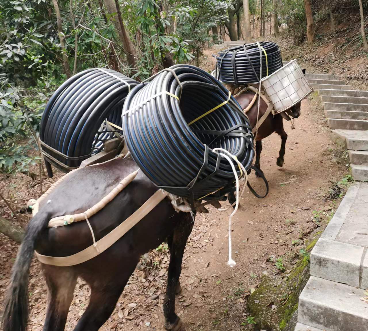 浈江区马帮运输