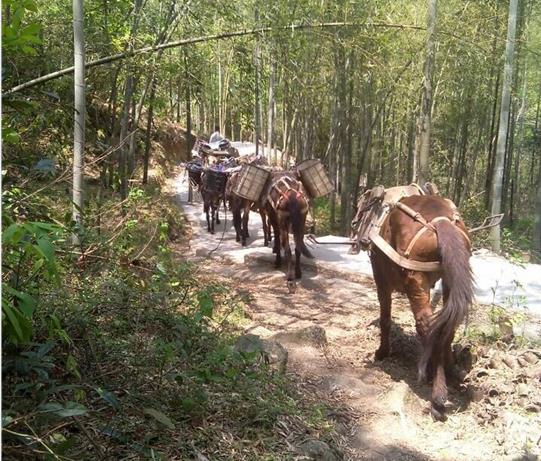 浈江区马帮运输电话
