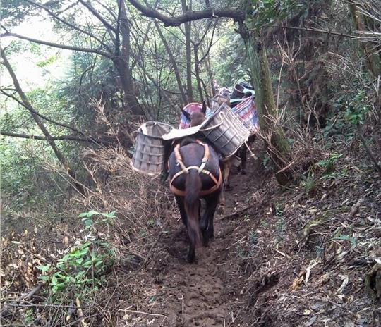 浈江区马帮运输公司