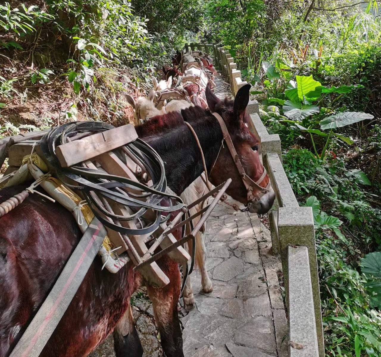 浈江区马队运输