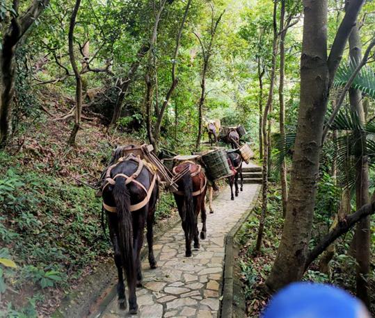 浈江区马队运输电话