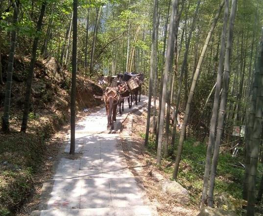 浈江区马队运输公司