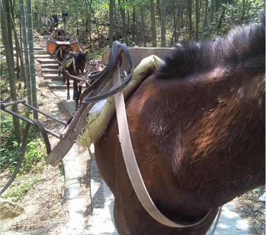 浈江区骡马队运输