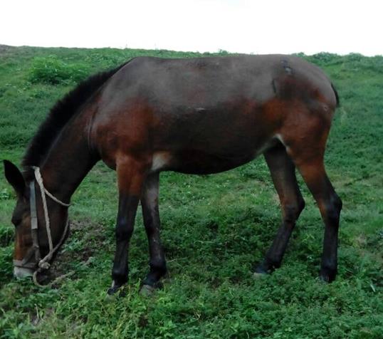 浈江区骡马搬运
