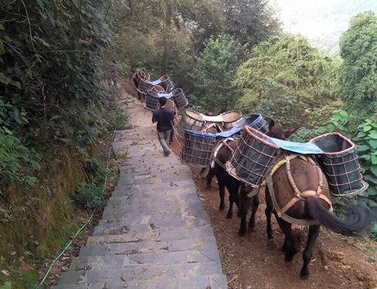 浈江区骡马运输电话