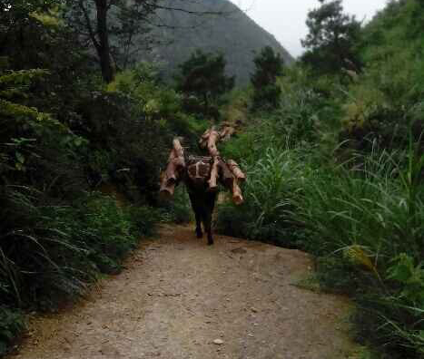 浈江区骡马运输