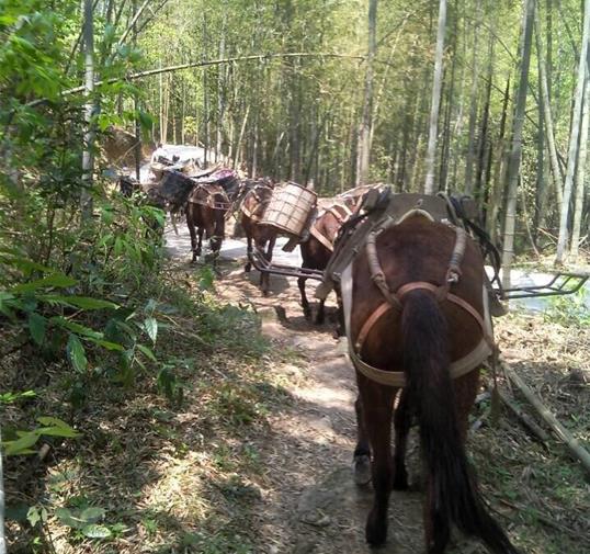 浈江区骡马运输公司