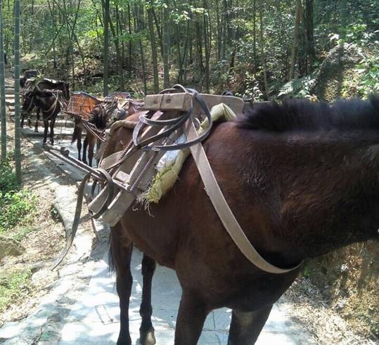 浈江区山路骡马运输