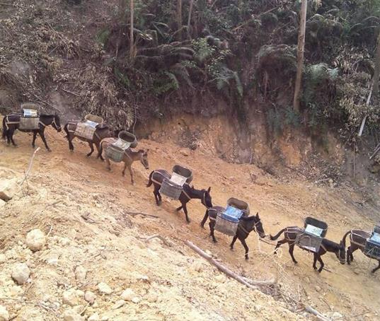 浈江区山路马帮运输
