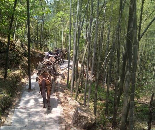 浈江区山路马队运输