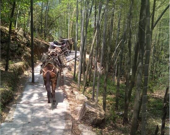 浈江区山区骡马运输