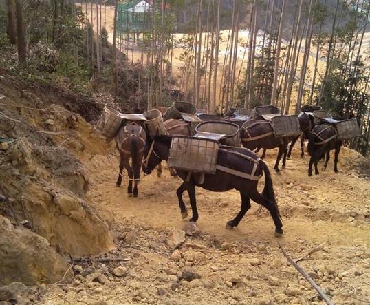 浈江区山区马队运输